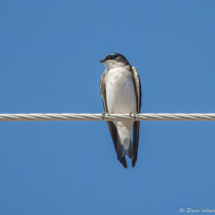 Tree Swallow-04