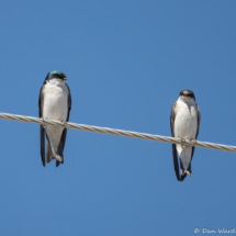 Tree Swallow-05