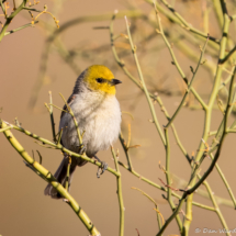 Verdin-02