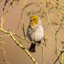 Verdin-03