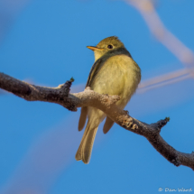 Western Flycatcher-01