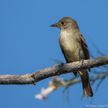 Willow Flycatcher-03