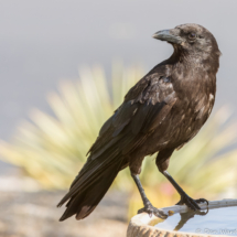 American Crow-02