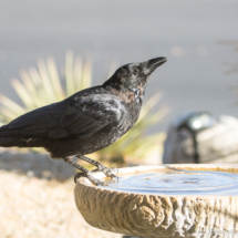 American Crow-08
