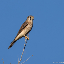American Kestrel-01