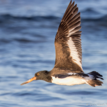 American Oystercatcher-03