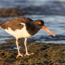 American Oystercatcher-25