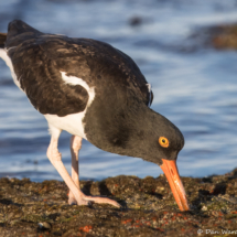 American Oystercatcher-34