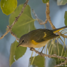 American Redstart-01