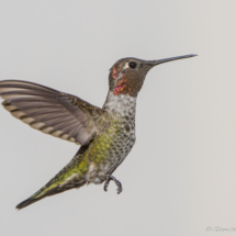 Anna's Hummingbird-Male-01