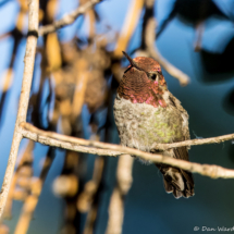 Anna's Hummingbird-Male-01