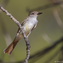 Ash-throated Flycatcher-01