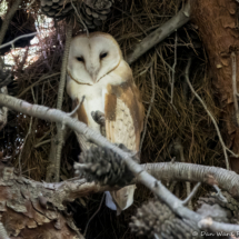 Barn Owl-04