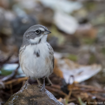 Bell's Sparrow-16