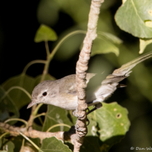 Bell's Vireo-01