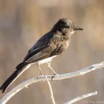 Black Phoebe-04
