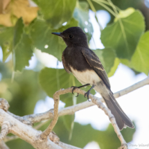 Black Phoebe-07