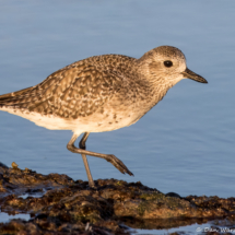 Black-bellied Plover-27