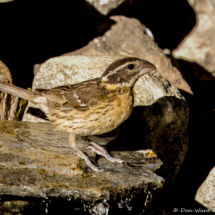 Black-headed Grosbeak-05