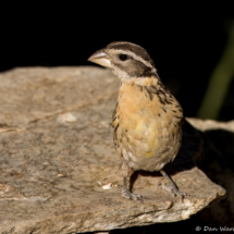 Black-headed Grosbeak-09