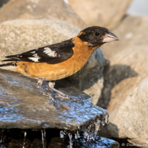 Black-headed Grosbeak-Male-09