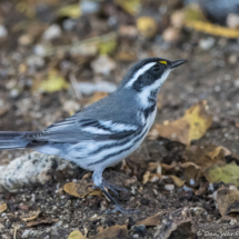 Black-throated Gray Warbler-02