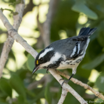 Black-throated Gray Warbler-10