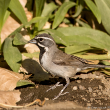 Black-throated Sparrow-05