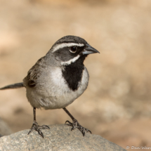 Black-throated Sparrow-11