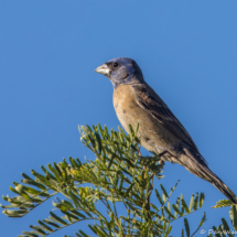 Blue Grosbeak-07