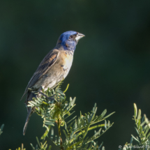 Blue Grosbeak-11
