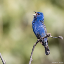 Blue Grosbeak-Bunting Hybrid-06