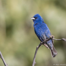 Blue Grosbeak-Bunting Hybrid-07