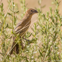 Blue Grosbeak-Female-02