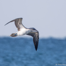 Blue-footed Booby-01