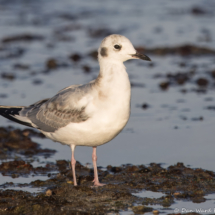 Bonaparte's Gull-04