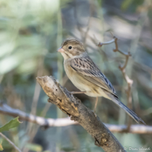 Brewer's Sparrow-01