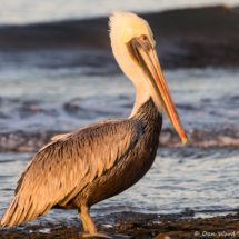 Brown Pelican-28