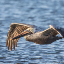 Brown Pelican-47