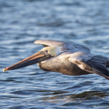 Brown Pelican-48