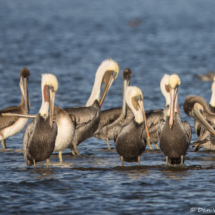 Brown Pelican-55