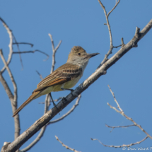 Brown-crested Flycatcher-06