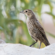 Brown-headed Cowbird-01