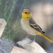 Bullock's Oriole-14
