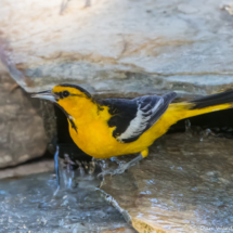 Bullock's Oriole-Male-01