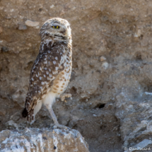 Burrowing Owl-01