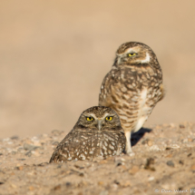 Burrowing Owl-05