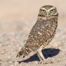 Burrowing Owl-16
