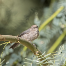 Bushtit-01