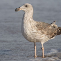California Gull-01